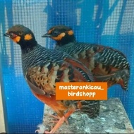 burung puyuh gonggong sepasang dewasa siap ternak newah
