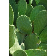 Cactus Opuntia /prickly pear cactus cutting 仙人掌