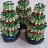 Pagoda lucky bamboo