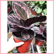 ✻ ✻ COD! Calathea Jessie Potted Live Plants