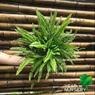 NEPHROLEPIS BOSTON FERN_INDOOR PLANT