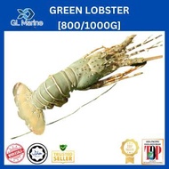 [Wholesales][Premium Grade] GL MARINE Green Lobster 青龙虾 [ Size : 800/1000/EKOR ]