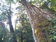 桃園｜巨木的故鄉.拉拉山｜慈湖.兩蔣文化園區.巴陵古道生態園區.大溪老街.臺灣客家茶文化館.達觀農場二日｜中部出發