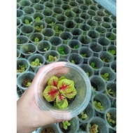 Caladium Yellow Mangkok Caladium / Jaturathep - Tillers (Seeds)