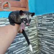 musang pandan ekor putih