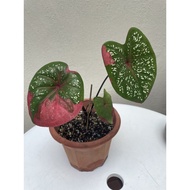 caladium red beret,Keladi cat tumpah .