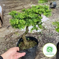 Cây linh sam hạt gạo bonsai (ảnh thật).