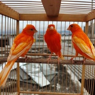 burung Kenari Merah Lokal betina siapan