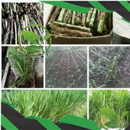 Rumput Odot Bibit Rumput Odot Kambing Rumput Odot Super Rumput Odot Bibit Tunas Rumput Odot Ori