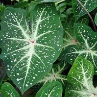 UtopiaSeeds Galaxy Caladium Bulb - Fancy Leaf Caladium - 1 Caladium Root