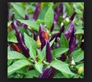 Benih Cabe Purple Cayenne