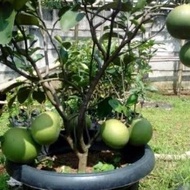 GRATIS! BIBIT JERUK BALI PAMELO POHON JERUK BALI BUAH JERUK BALI