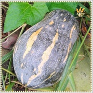 10 seeds High Yielding SQUASH SEEDS-KALABASA SEEDS/Guitar Squash Seeds Guitar Squash Seeds