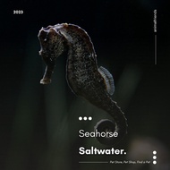 Ikan Hias Kuda Laut Seahorse