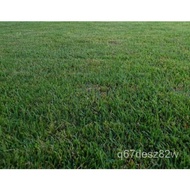 grass Seed1000zoysia /GranuleZenith Grass Seedlawn  RDUD