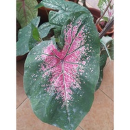 Pokok Keladi Viral / Pokok Keladi Rare / Caladium Pink Splash / Pokok Hidup