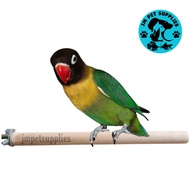 Perch for Lovebirds, Finches and other small Birds