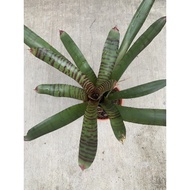 Bromeliad - Pup / Anak Pokok yang kecil without pot ( Harga Prihatin )