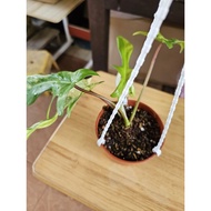 Philodendron Florida Beauty Varigated