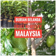 Anak pokok Durian Belanda buah besar