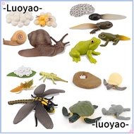 LUOYAO1 Animals Growth Cycle Early Education Life Cycle Butterfly  Model
