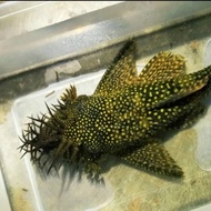 brushmouth pleco l144