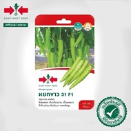 150Biji Benih Lada Solok F1 Hibrid / Cili Solok Jed Putih 31 F1 /Cili Besar Hijau/ East West Seed