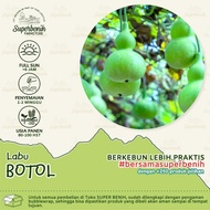 3 Benih Labu BOTOL labu unik mirip kendi -mg
