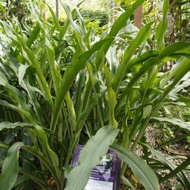 Daun Tembaga Suasa untuk bengkak, tulang patah, terseliuh (1 helai)