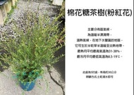 心栽花坊-棉花糖茶樹/澳洲茶樹/粉紅花/5吋/香料香草藥用食用植物/售價120特價100