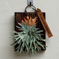 P. willinckii Bacteria 侏儒爪哇_皮革鹿角蕨