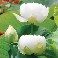 ดอกใหญ่ ของแท้ 100% เมล็ดบัวหลวงดอกสีขาว เมล็ดพันธ์ุบัวหลวง ดอกบัว ปลูกบัว เม็ดบัว สวนบัว White Lotus Waterlily seeds. 8 เมล็ด