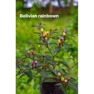 Bolivian Rainbown chili plant, colorful, spicy, fragrant fruit