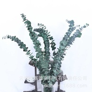 Yunnnan Preserved Flower Eucalyptus Leaf Tung Coin Eucalyptus Leaf Preserved Eucalyptus Home Decorat