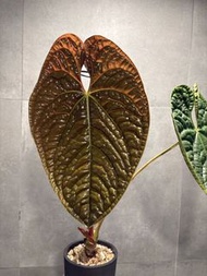Anthurium Luxurians 奢華火鶴