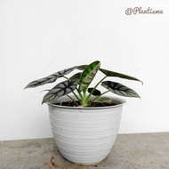 Diskon Dragon Silver Alocasia