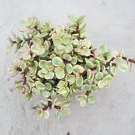 【荳荳多肉】【雅樂之舞】喬遷│送禮│升遷│多肉植物