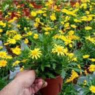 Anak Pokok Bunga Euryops Pectinatus Kuning Live Plants Flower Pokok Bunga Hiasan Cantik Pokok Hiasan