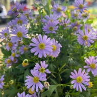 H2O - Blue Aster 紫菀 Flower Plant Live Plant