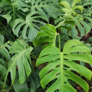 FLOWERGARDEN TANAMAN MONSTERA KING JUMBO