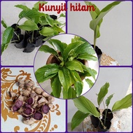 ANAK POKOK KUNYIT HITAM/HALIA HITAM/KAEMPFERIA PARIFLORA.