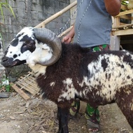 sale Domba Qurban Garut Jantan 40 KG Platinum berkualitas