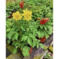 Dahlia Flower Live Plant - Fresh Gardening Indoor Plant Outdoor Plant