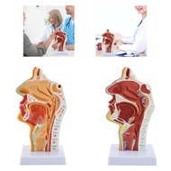 SJM Nasal Cavity Throat Anatomy Model Human Nasal Cavity Throat Anatomy Human Organs Model Pathologi