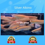 Ikan hias Arwana Silver Albino