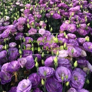 紫洋桔梗 1粒 beauty purple Eustoma 1 seed