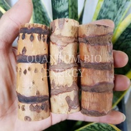 Rotan Songsang (100% ASLI) Matang