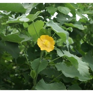 LIVE PLANT Thuthi plant