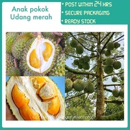 PBN - anak pokok durian udang merah - pokok bunga nursery fruit sapling D175 cepat rajin berbuah lebat subur outdoor