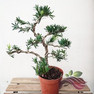 [Bonsai] Podocarpus Bonsai  Series 罗汉松  by LS group